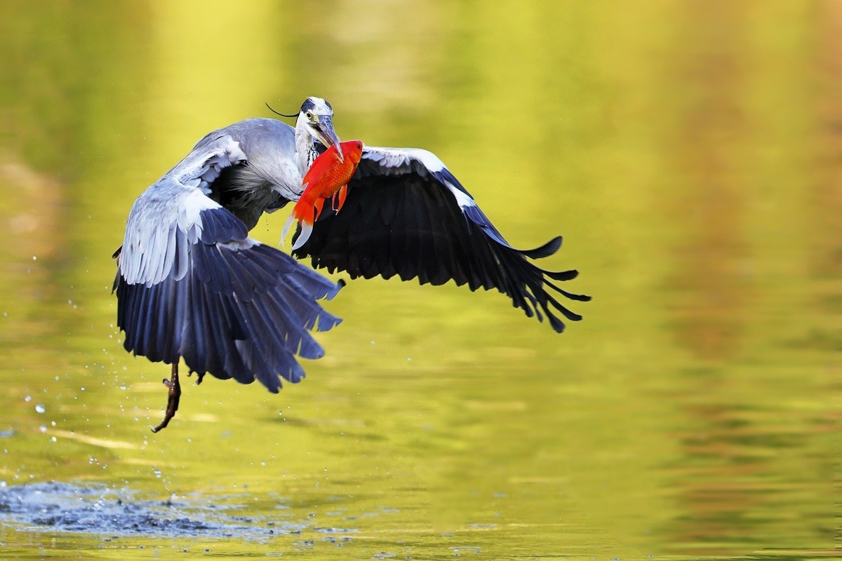 歪脖老等（苍鹭）出击
