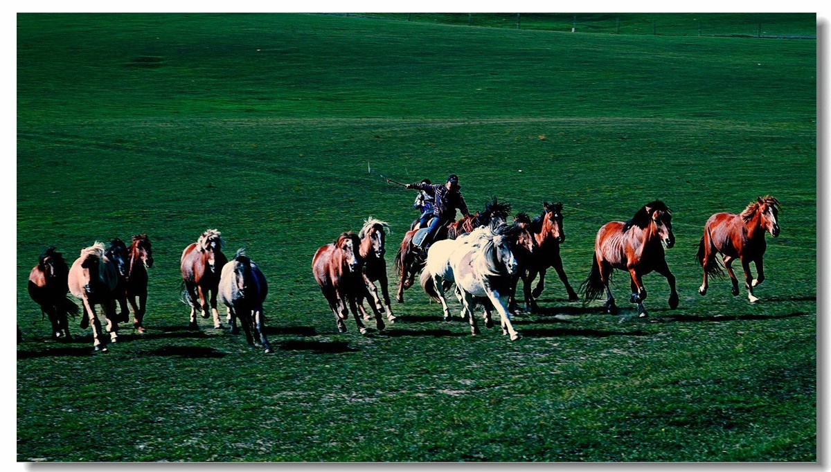 尼康Z8坝上草原试机