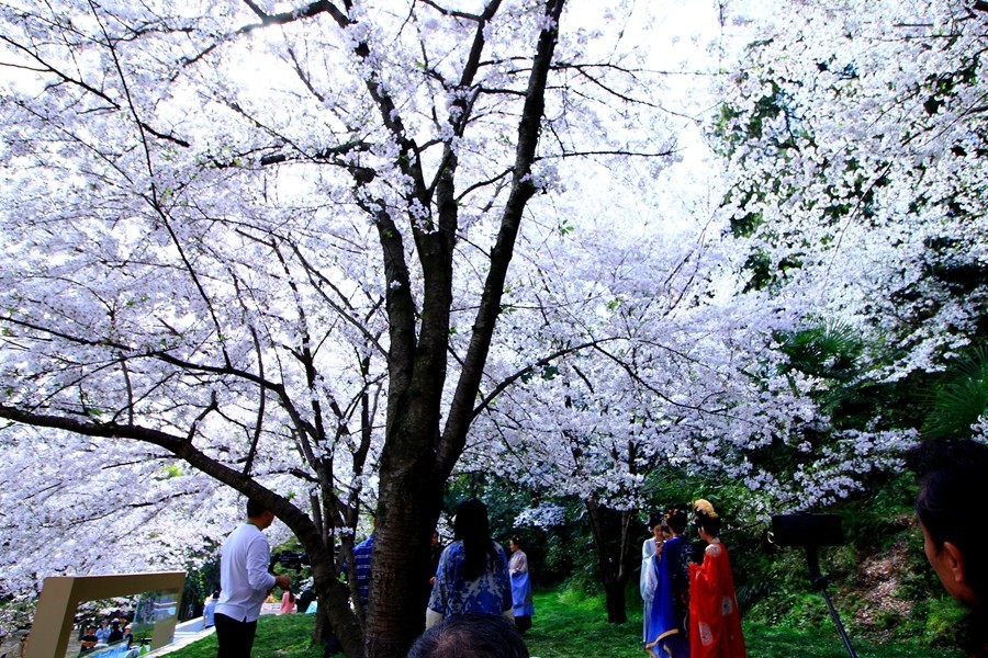 樱花季时百花节