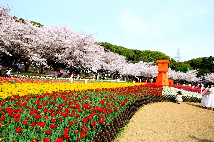 樱花季时百花节