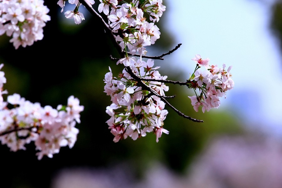 樱花季时百花节