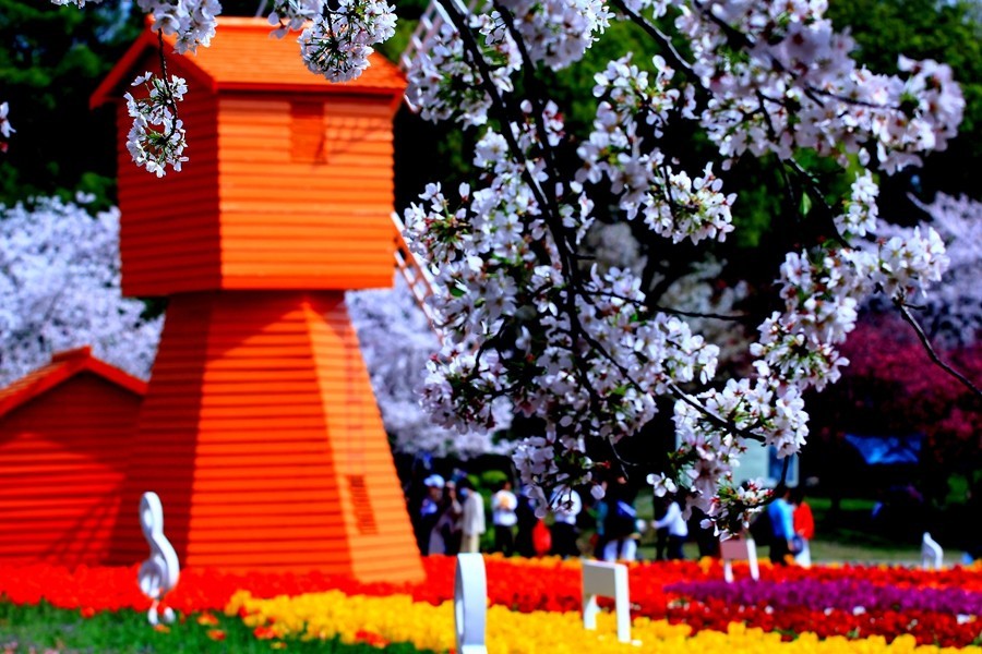 樱花季时百花节