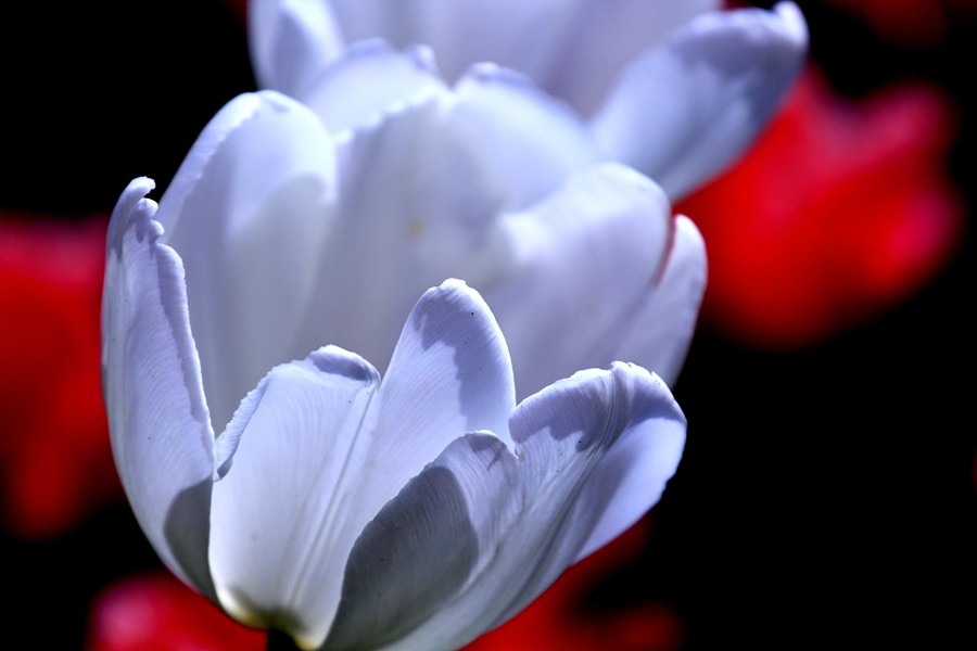 樱花季时百花节