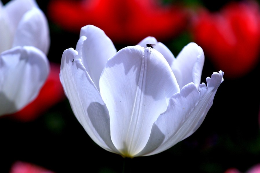 樱花季时百花节