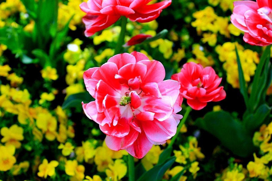 樱花季时百花节