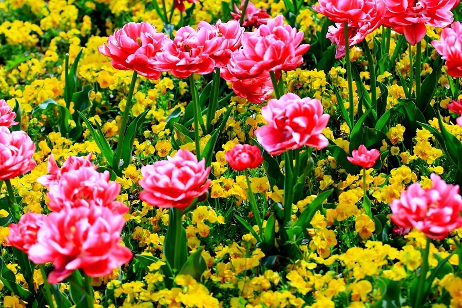 樱花季时百花节