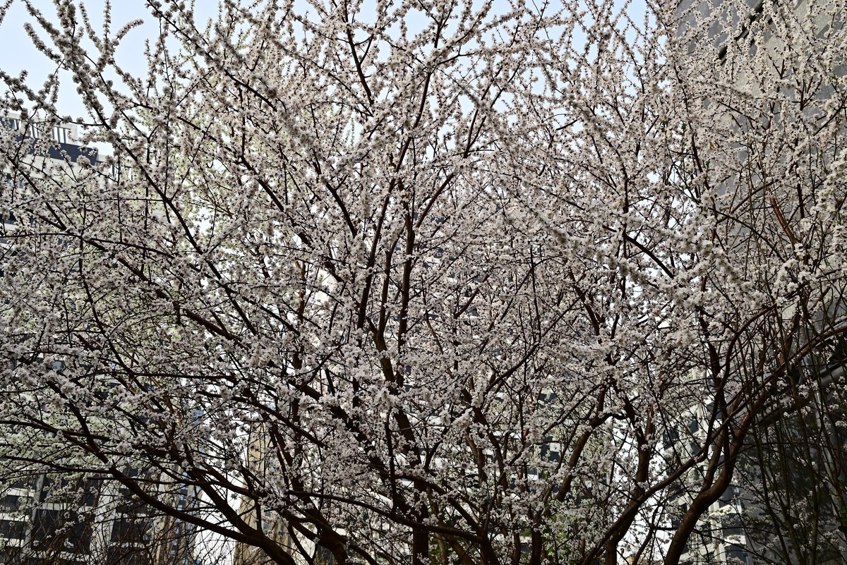 小区春意浓春天真的来啦