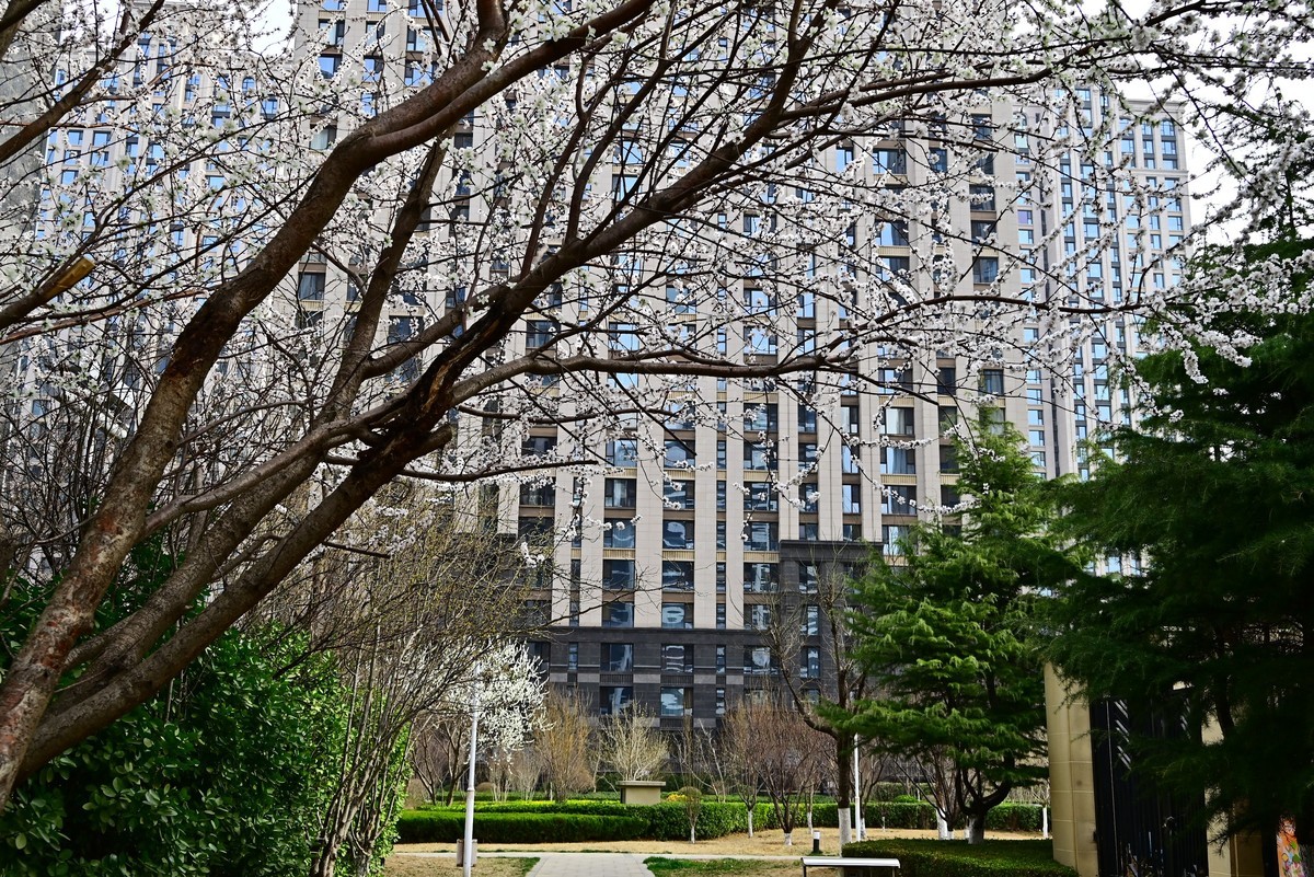 小区春意浓春天真的来啦