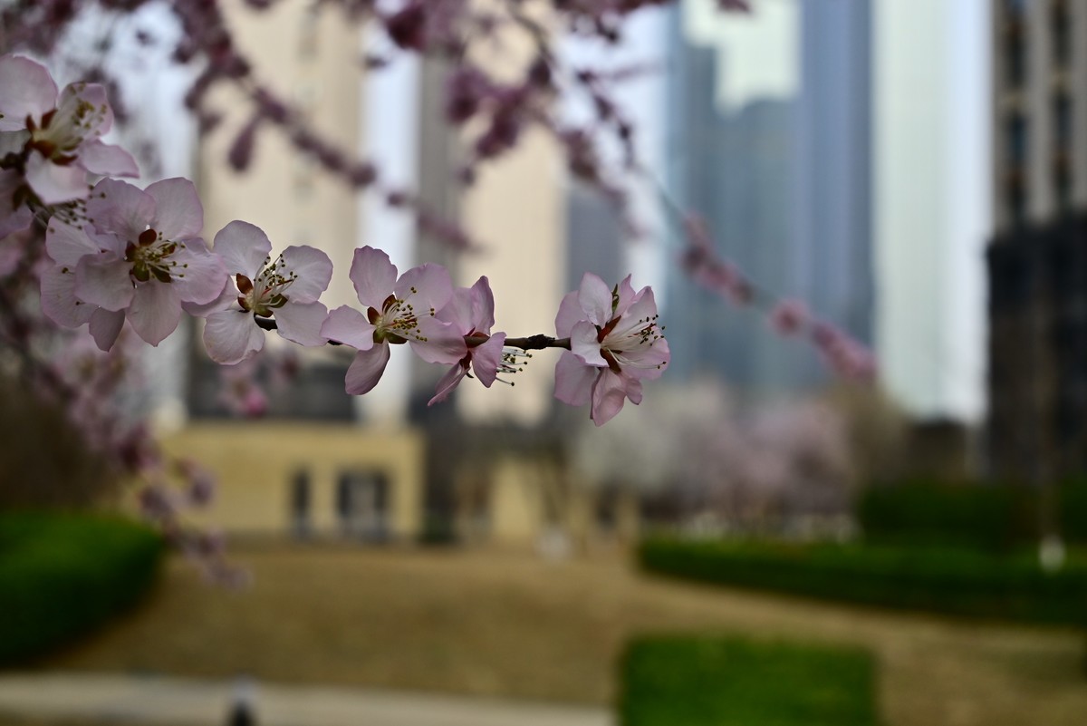 小区春意浓春天真的来啦
