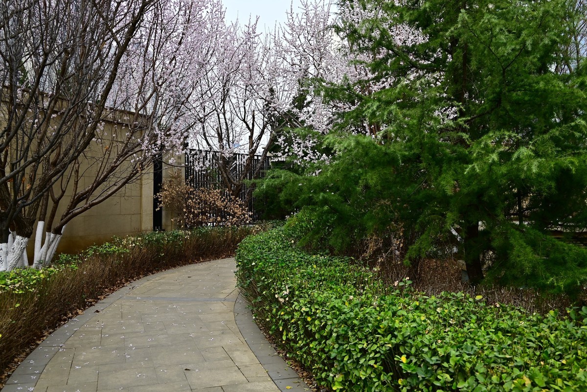 小区春意浓春天真的来啦