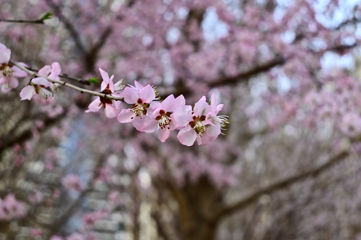 小区春意浓春天真的来啦