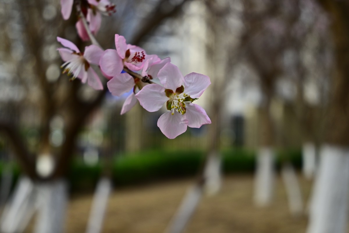 小区春意浓春天真的来啦