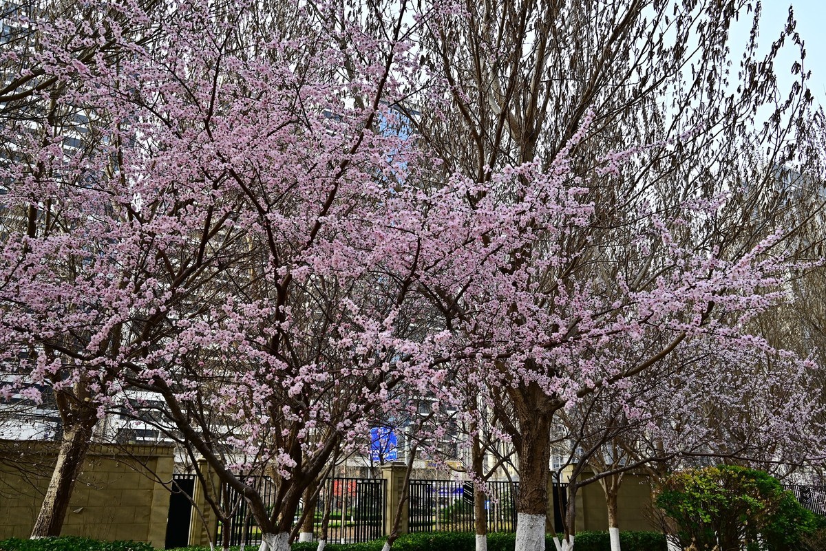 小区春意浓春天真的来啦