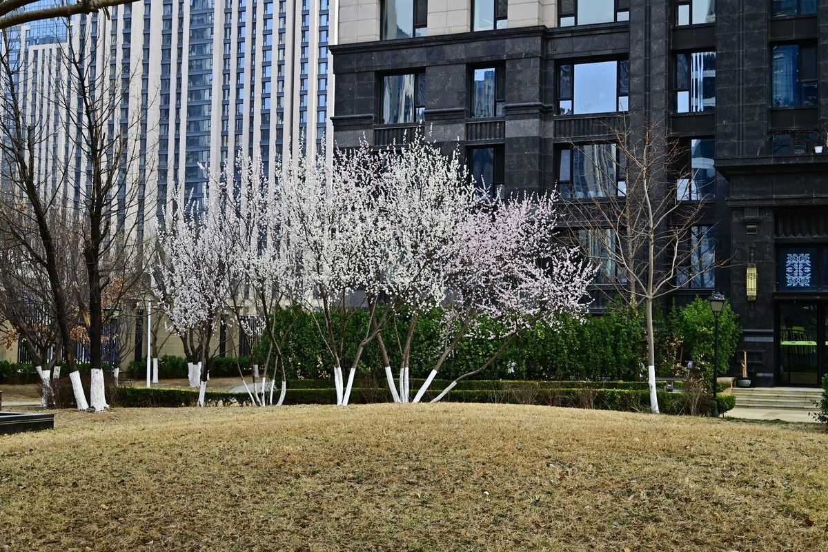 小区春意浓春天真的来啦