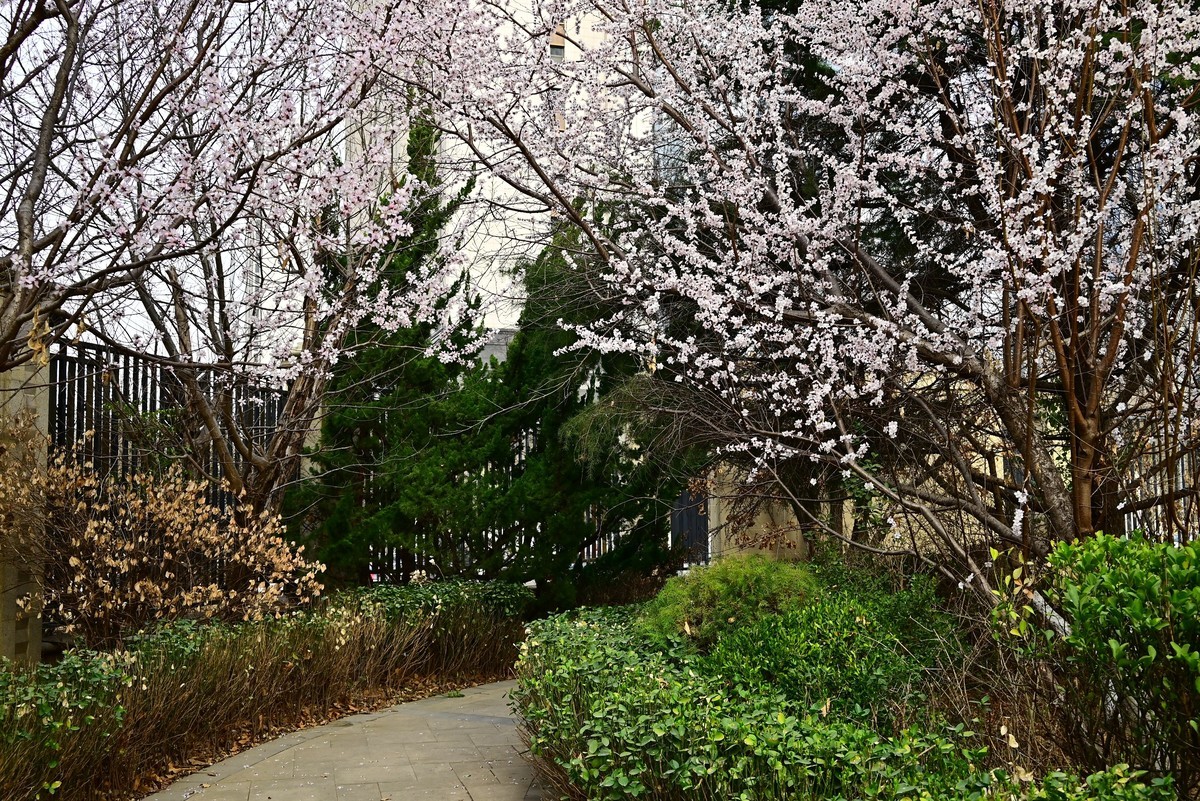 小区春意浓春天真的来啦