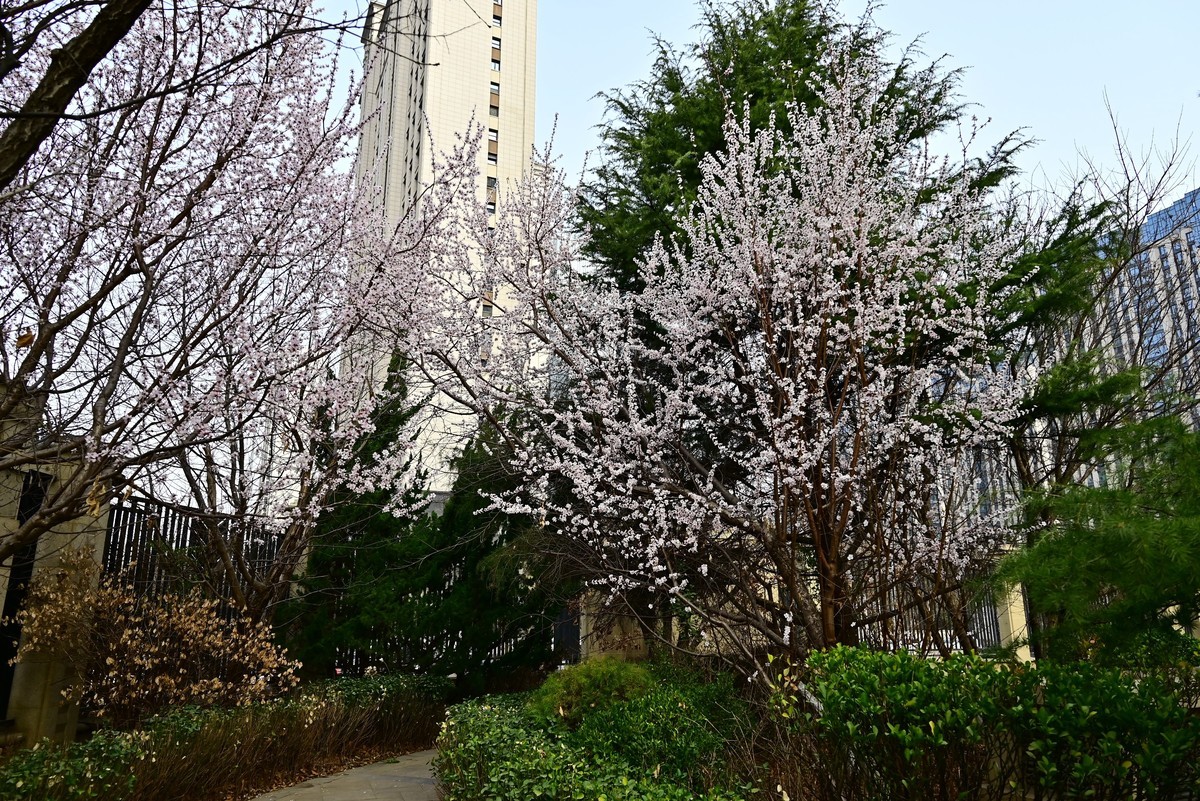 小区春意浓春天真的来啦