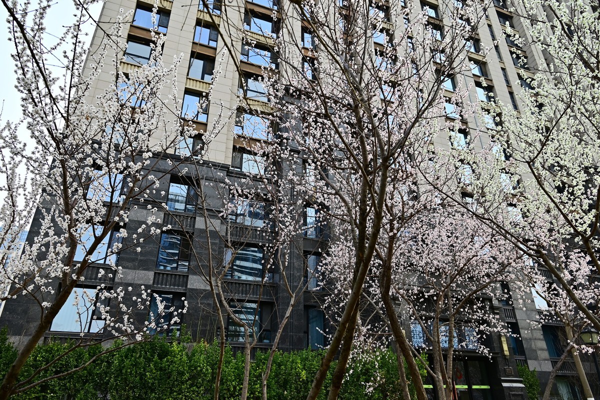 小区春意浓春天真的来啦