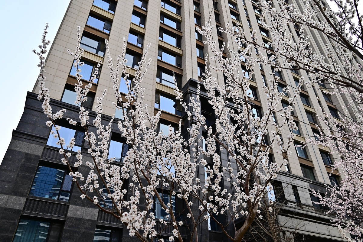 小区春意浓春天真的来啦