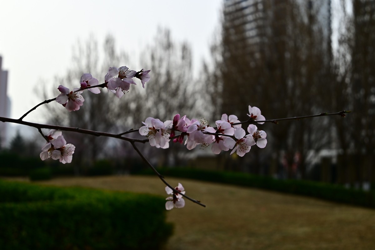 小区春意浓春天真的来啦