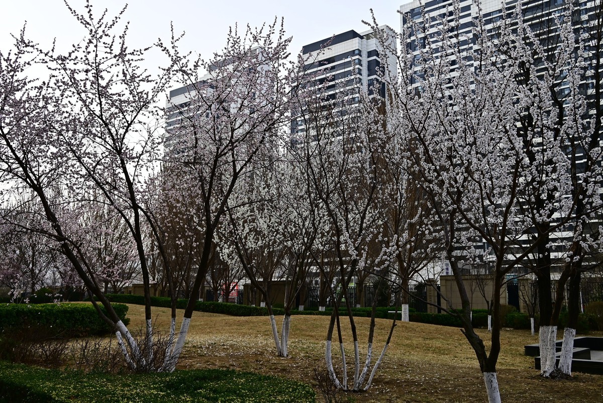 小区春意浓春天真的来啦