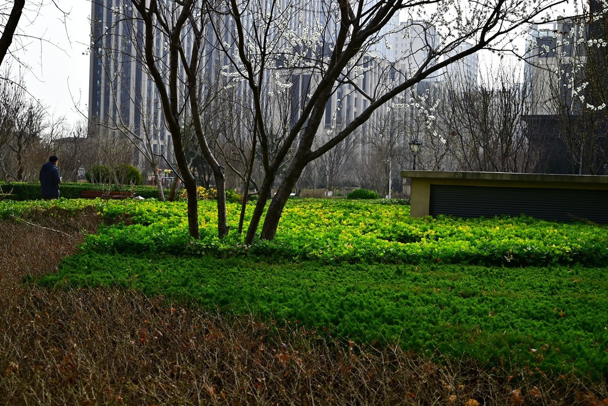 小区春意浓春天真的来啦