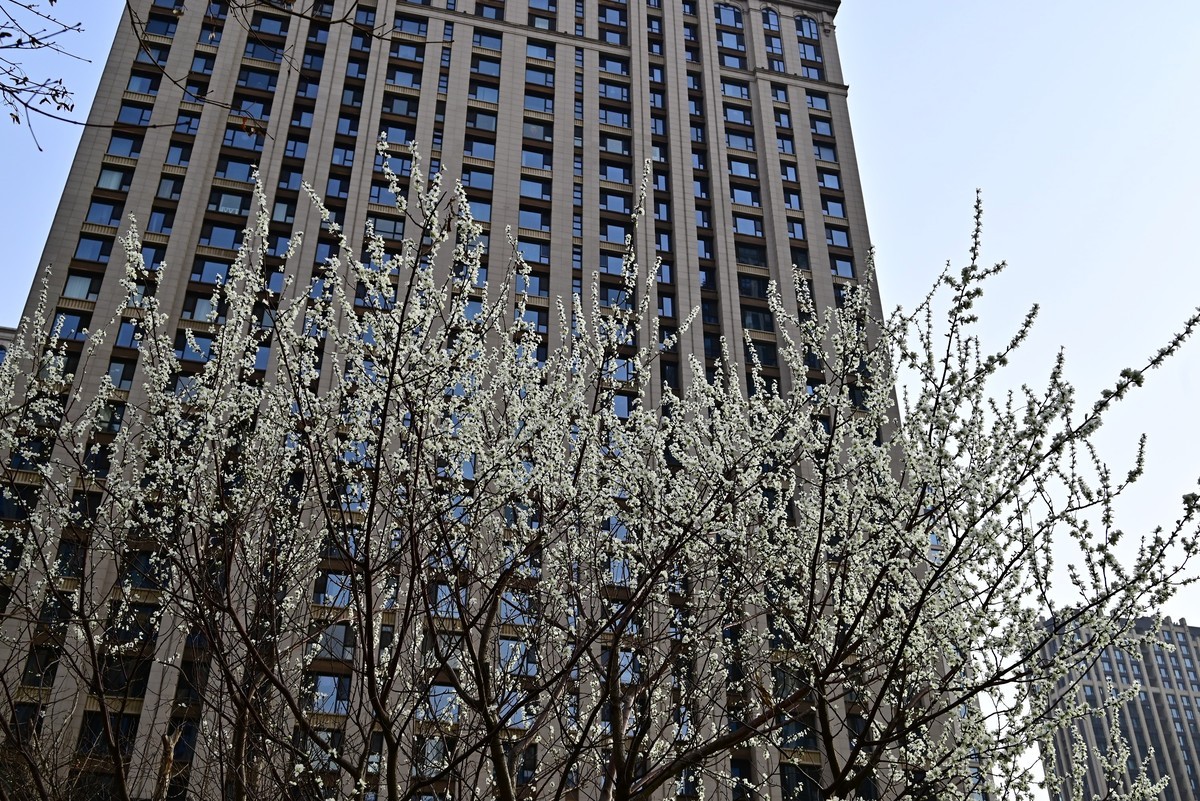 小区春意浓春天真的来啦