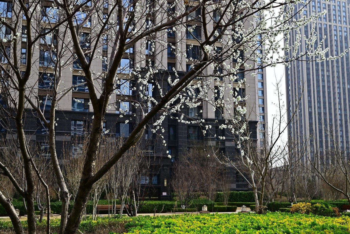 小区春意浓春天真的来啦