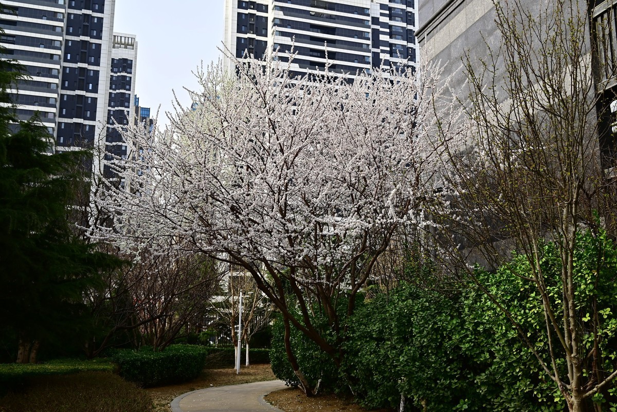 小区春意浓春天真的来啦