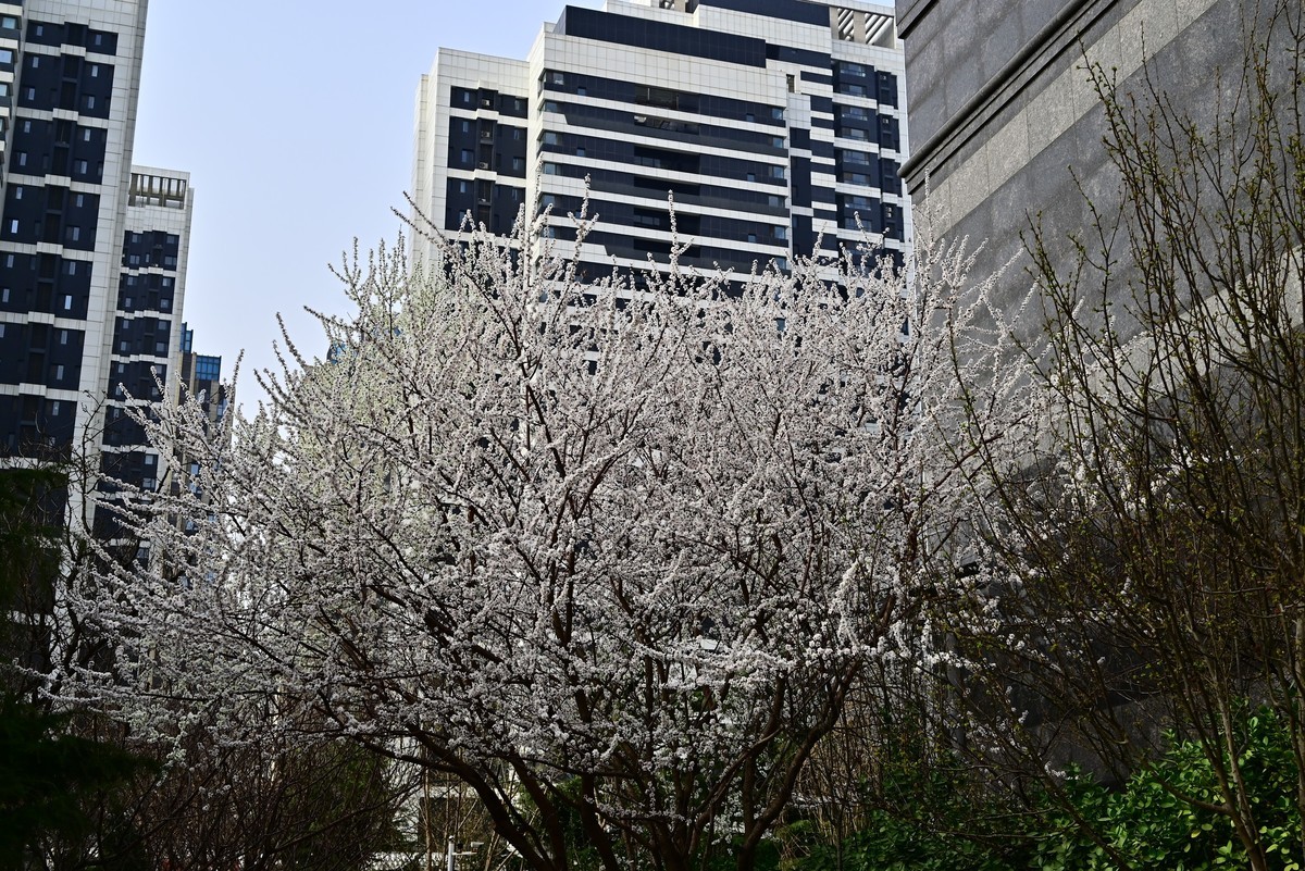 小区春意浓春天真的来啦