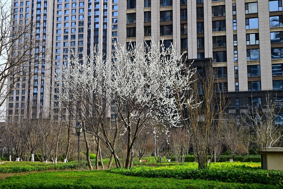 小区春意浓春天真的来啦