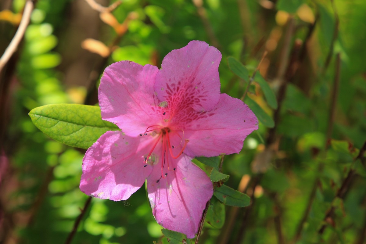 拍摄花卉一（555）