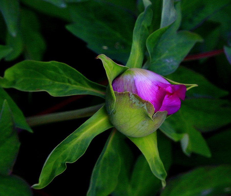 《不老松：纪实摄影》名人植物园：（7）现场直播！