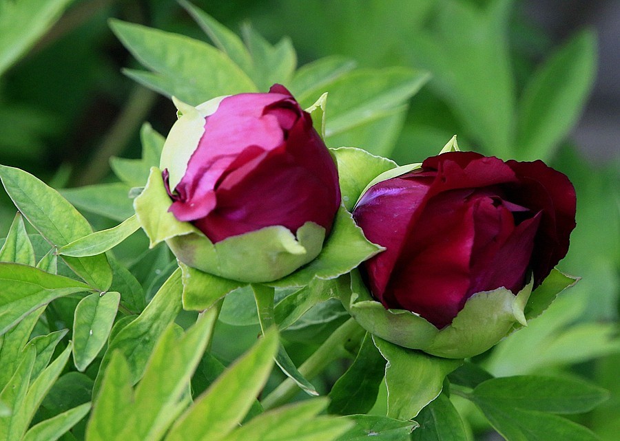 《不老松：纪实摄影》名人植物园：（7）现场直播！