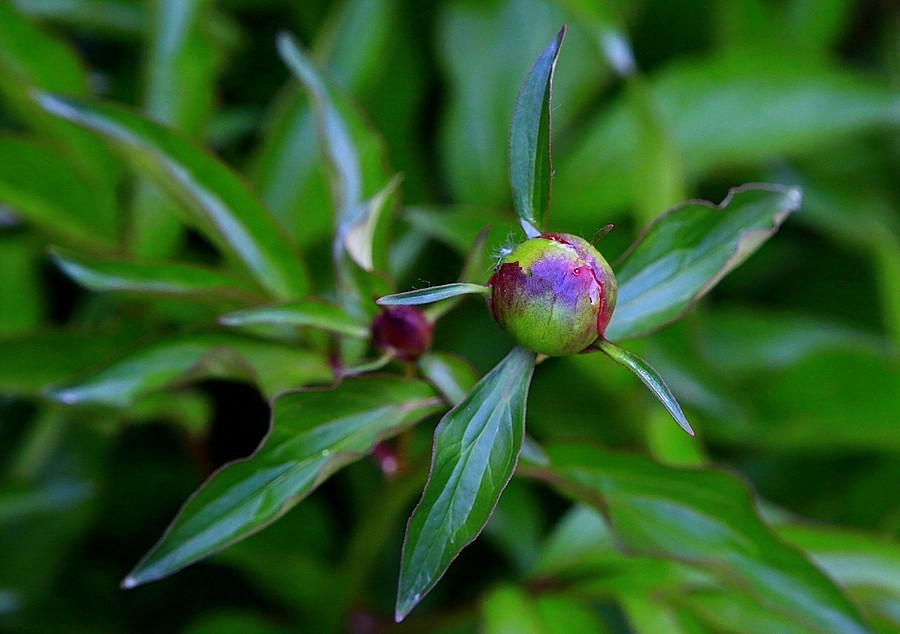 《不老松：纪实摄影》名人植物园：（7）现场直播！