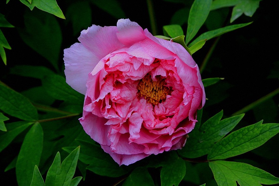 《不老松：纪实摄影》名人植物园：（7）现场直播！