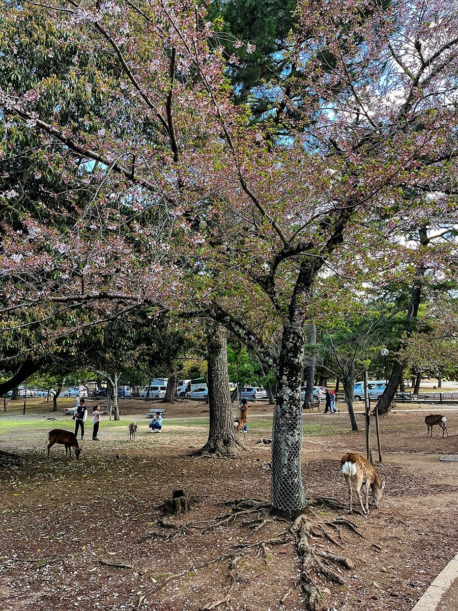 2025年第0245贴-奈良纪实行（0418）