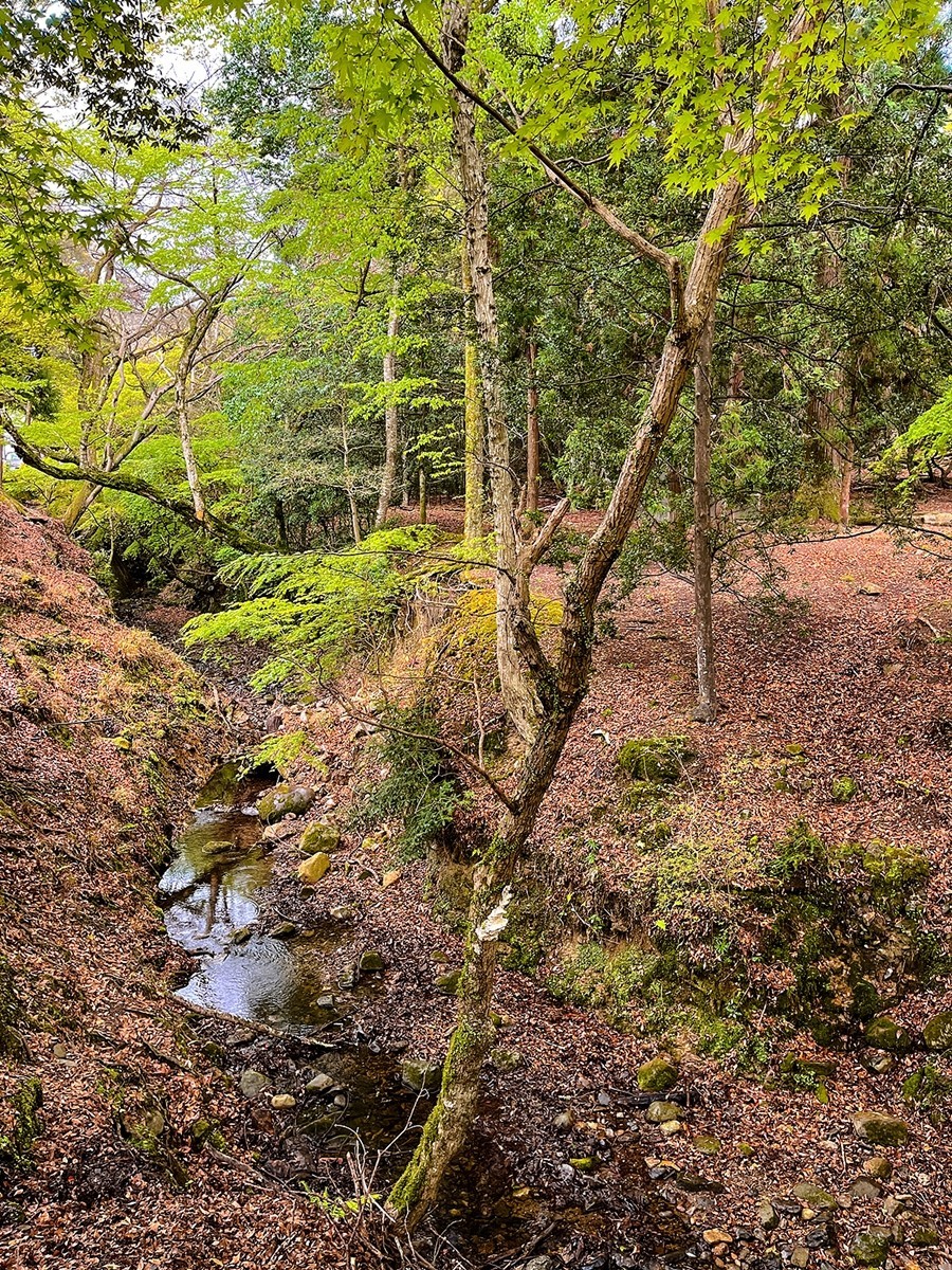 2025年第0246贴-奈良纪实行（0418）