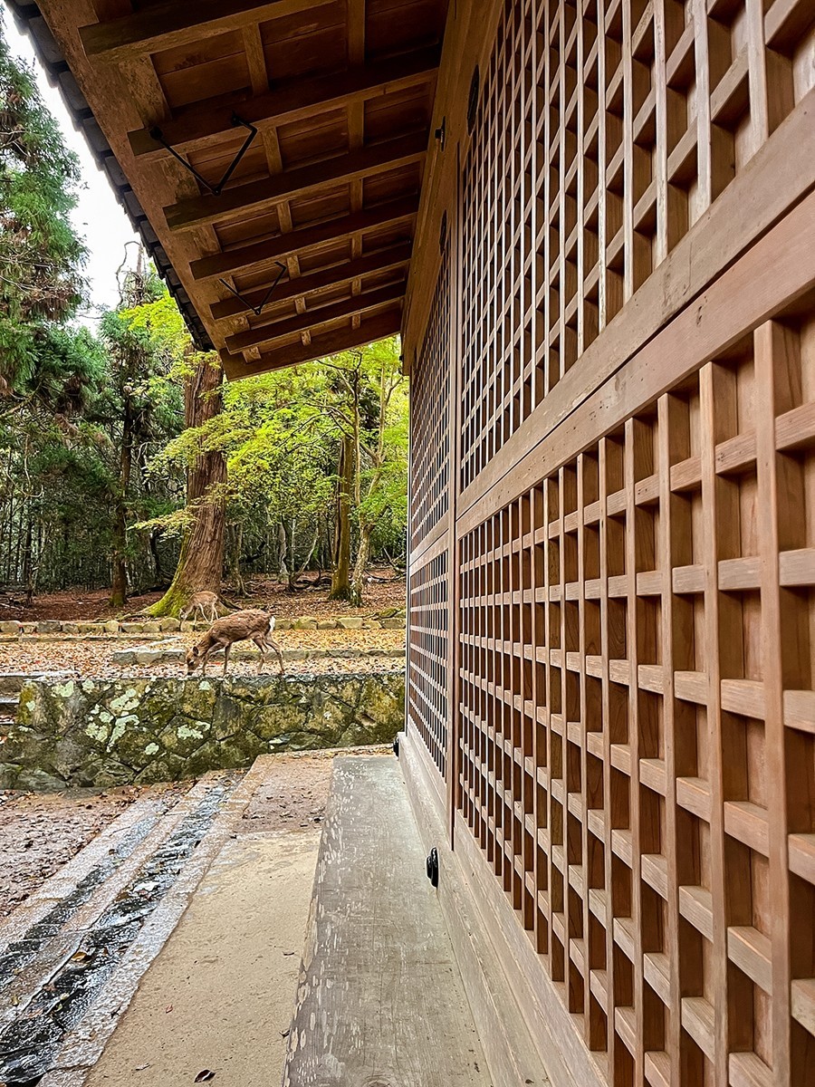 2025年第0246贴-奈良纪实行（0418）