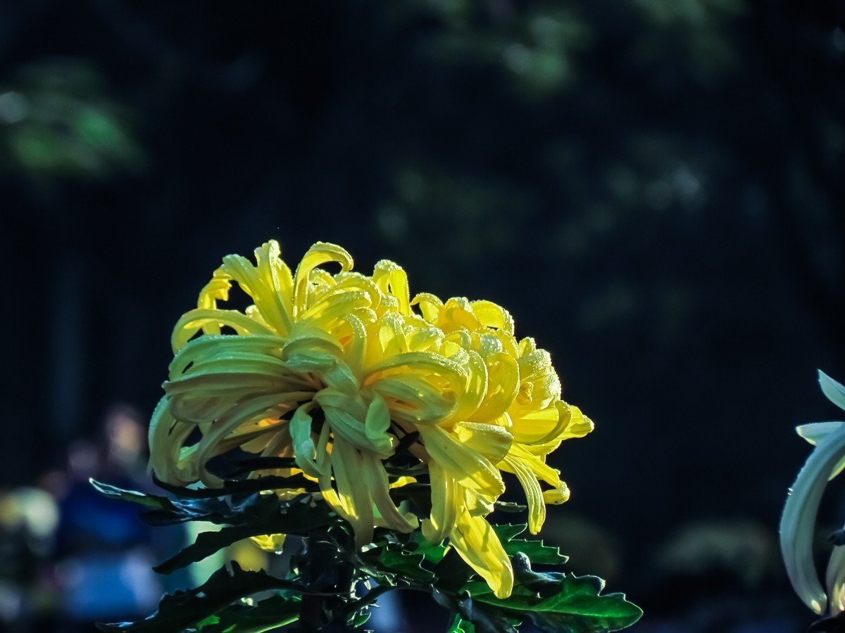 菊花