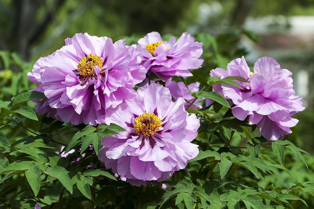 花开富贵-泉城公园5