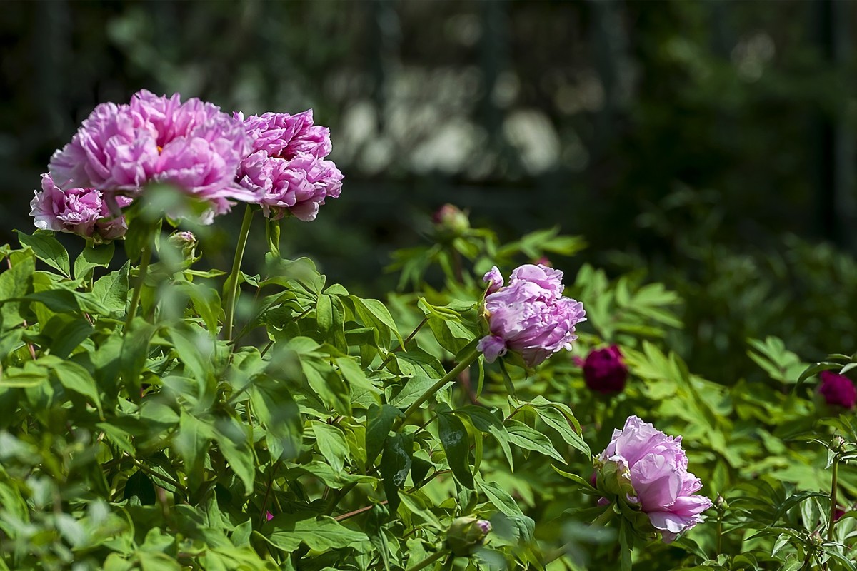 花开富贵-泉城公园5