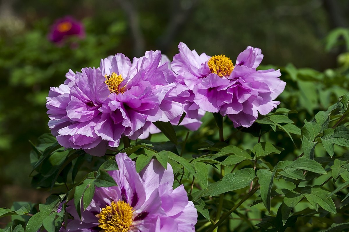 花开富贵-泉城公园5