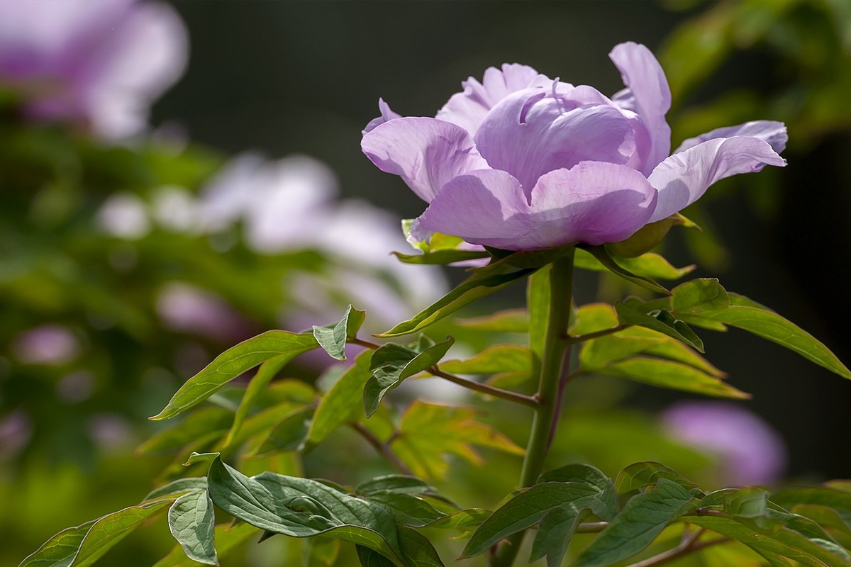 花开富贵-泉城公园5