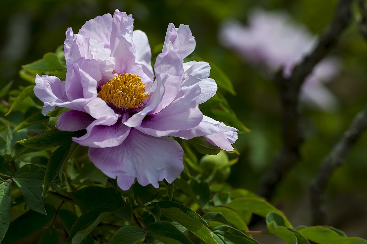 花开富贵-泉城公园5