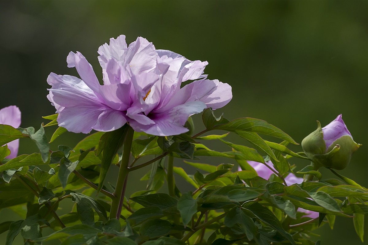 花开富贵-泉城公园5