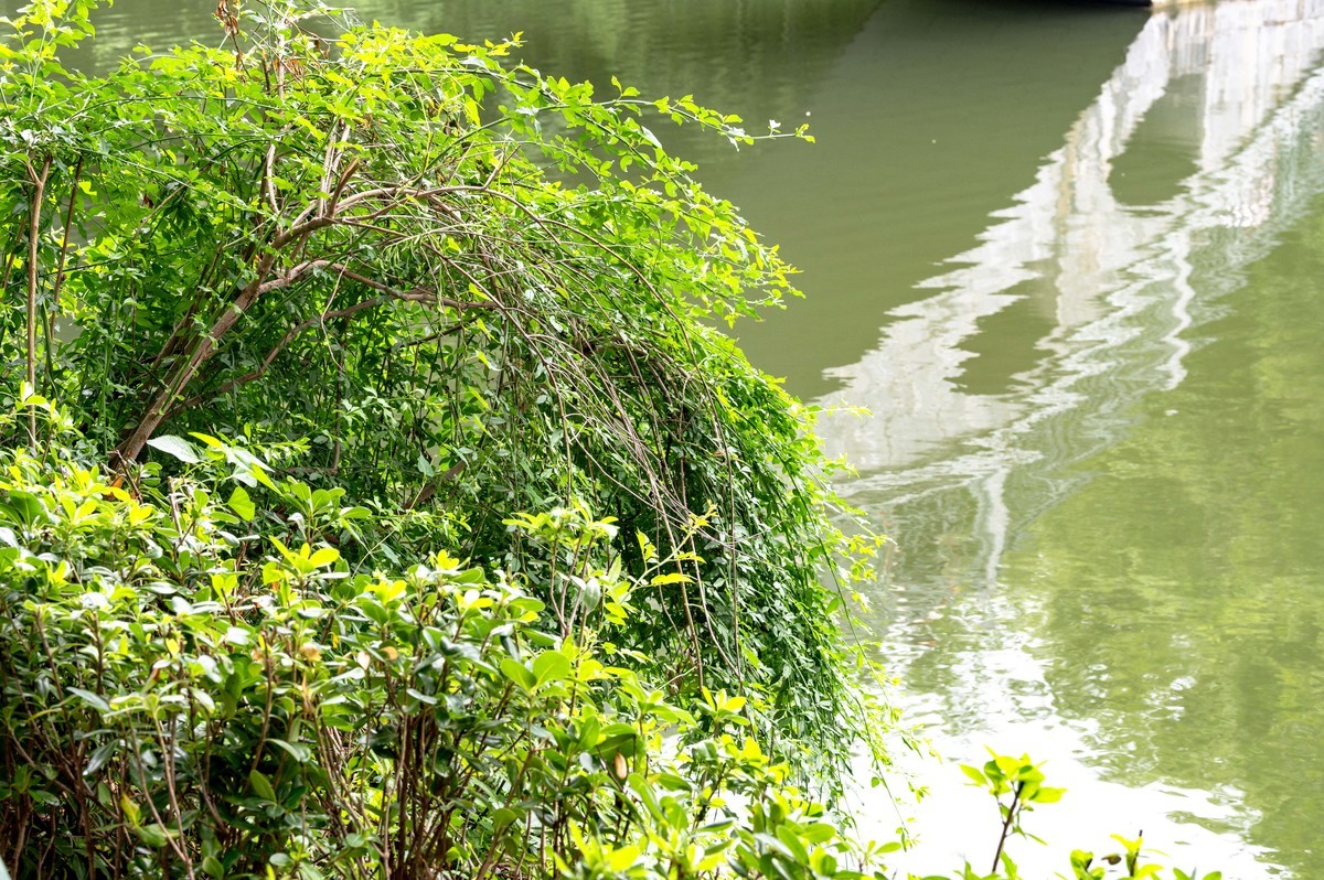 庐州印象（476）雨天包公园