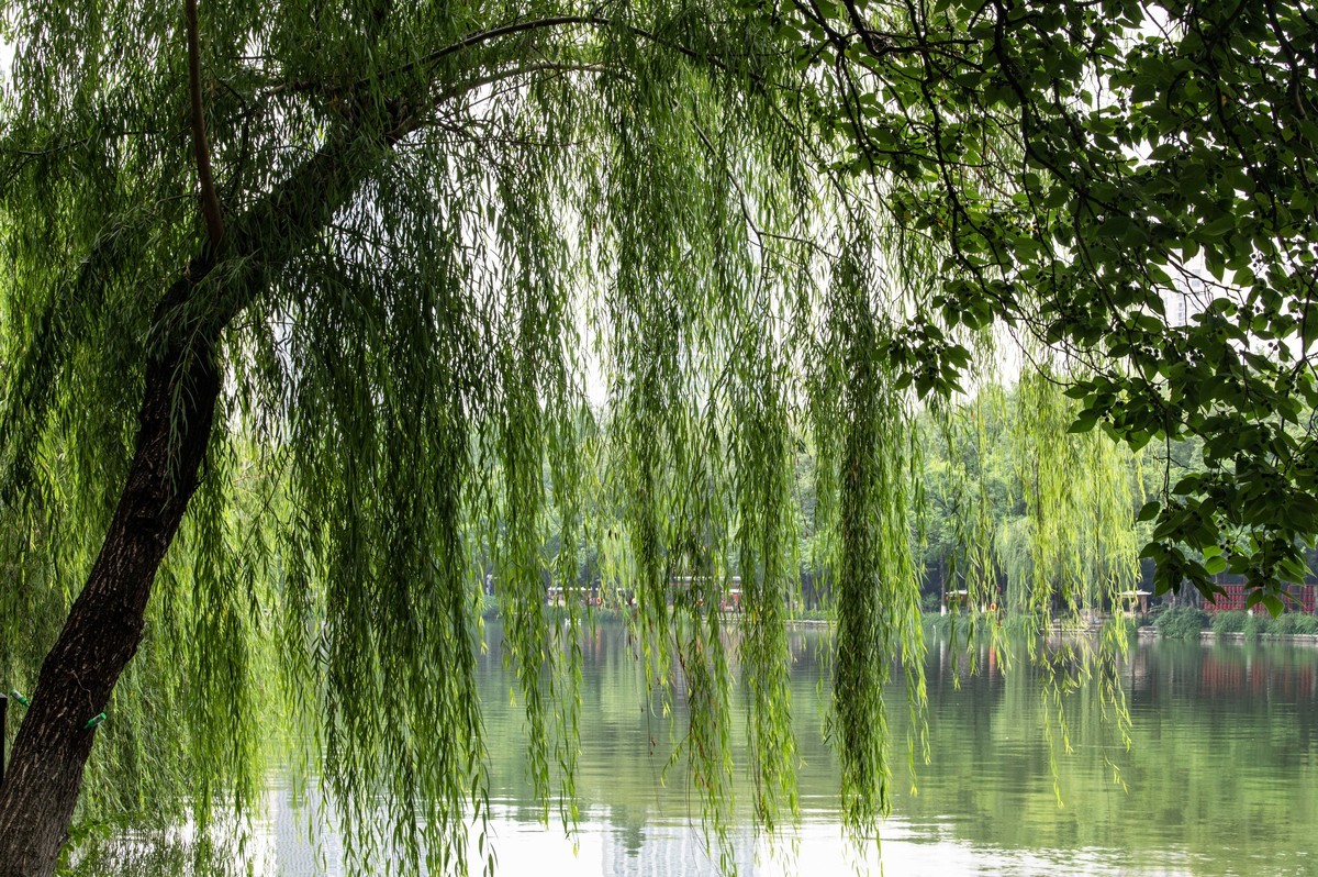 庐州印象（476）雨天包公园