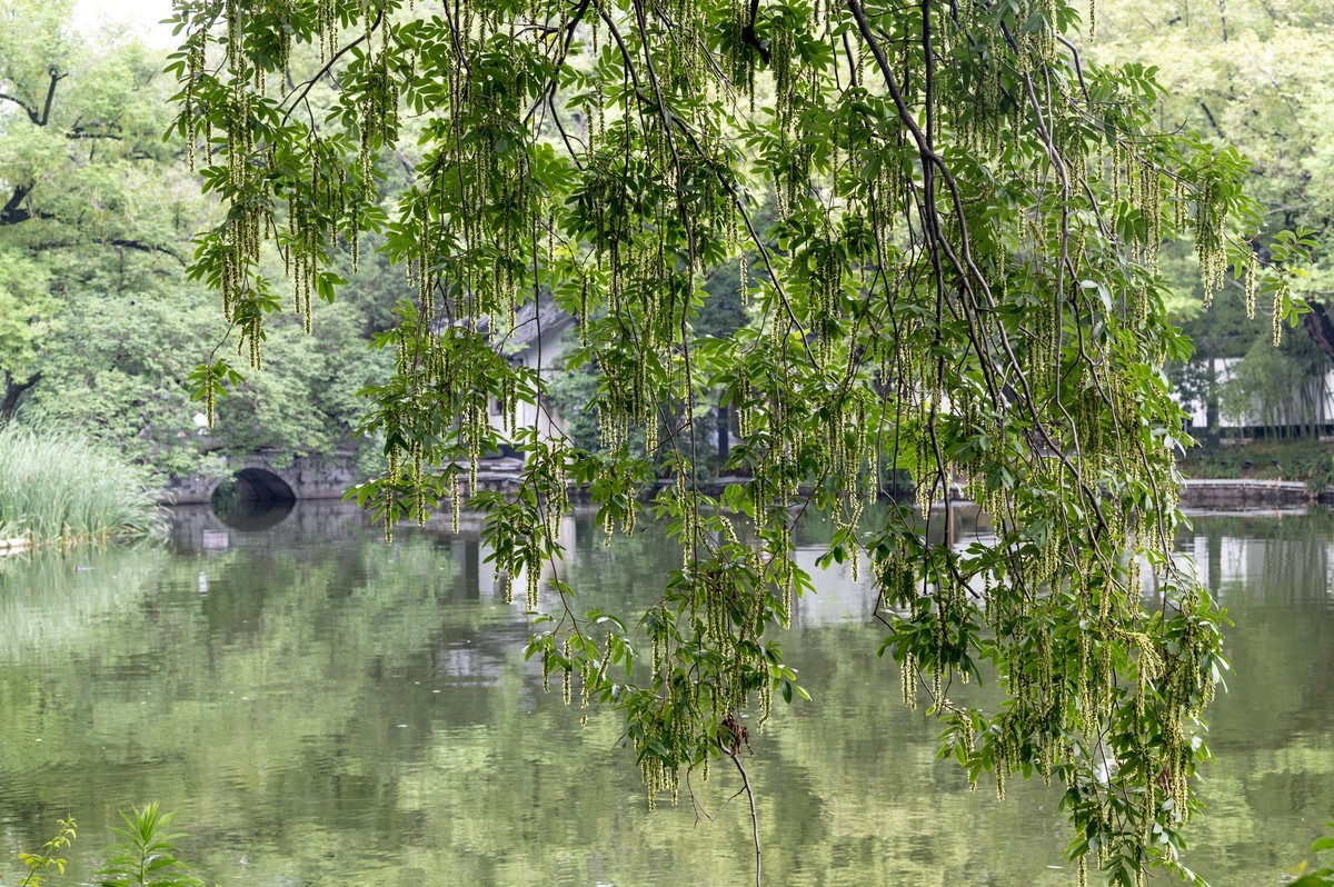 庐州印象（476）雨天包公园