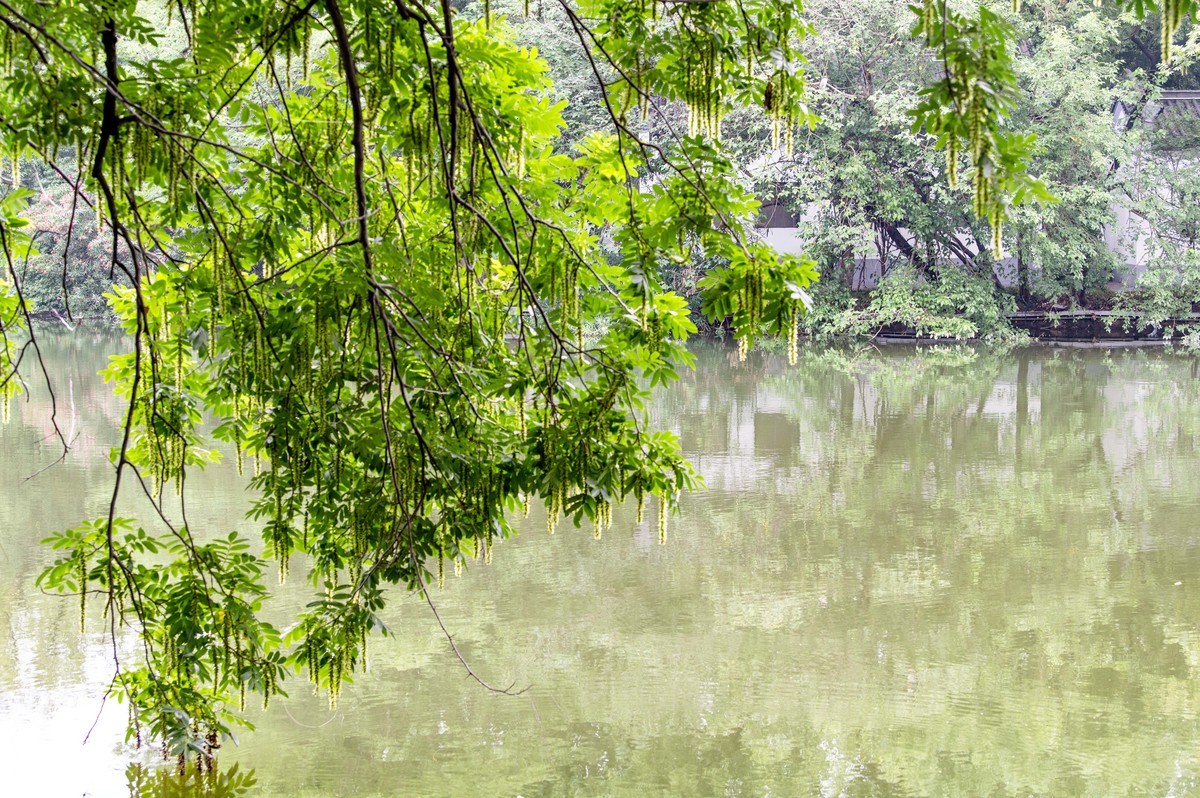 庐州印象（476）雨天包公园