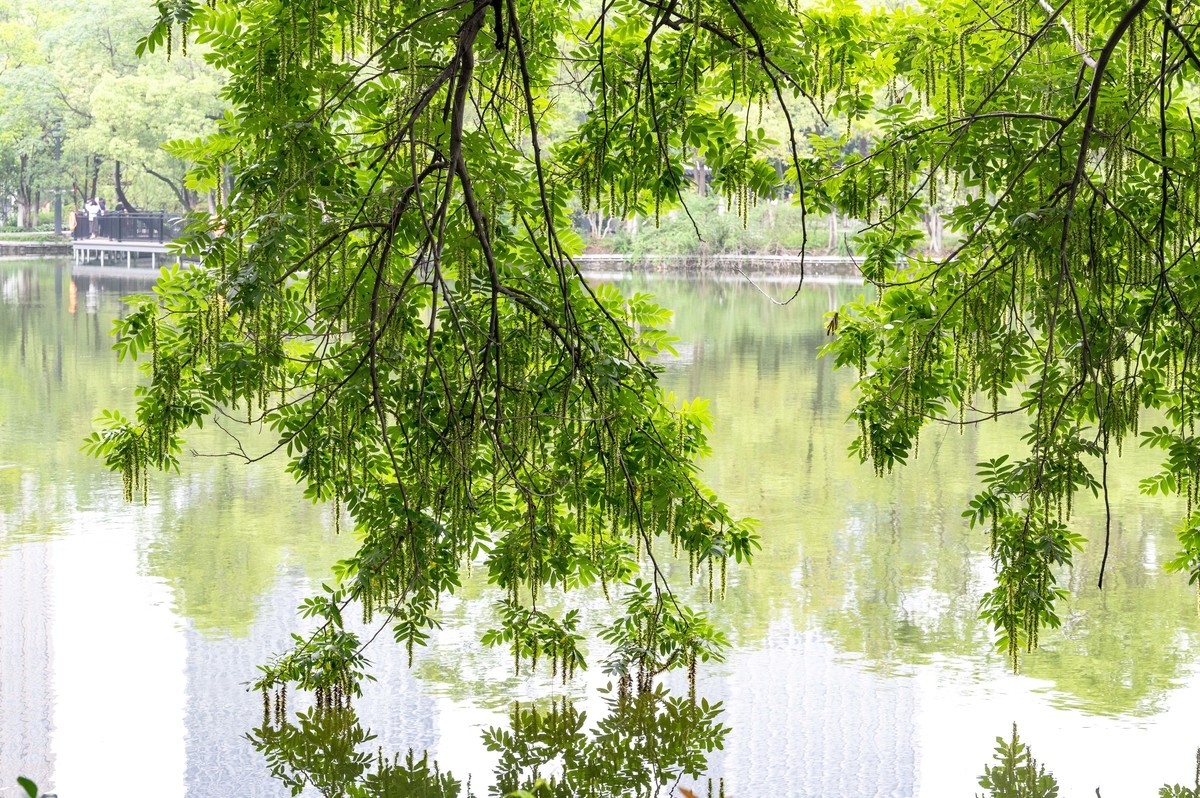 庐州印象（476）雨天包公园
